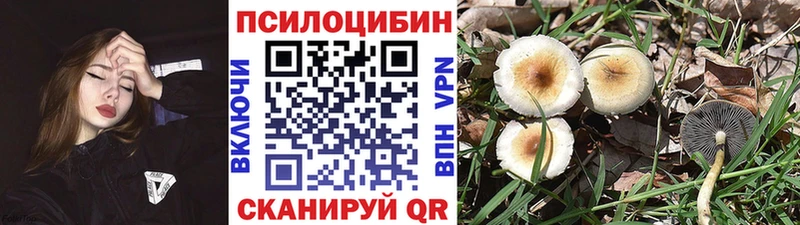 купить   Сосновка  Псилоцибиновые грибы Psilocybe 